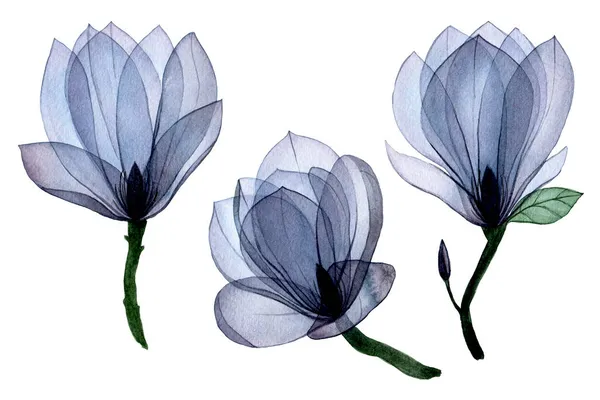 Aquarel Tekenset Met Transparante Magnolia Bloemen Transparante Bloemen Blauw Geïsoleerde — Stockfoto