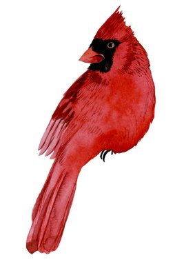 Suluboya çizim. Kırmızı kuş kardinali. Kışkuşu beyaz arka planda izole edilmiş, tırman. Noel 'in sembolü, yeni yıl