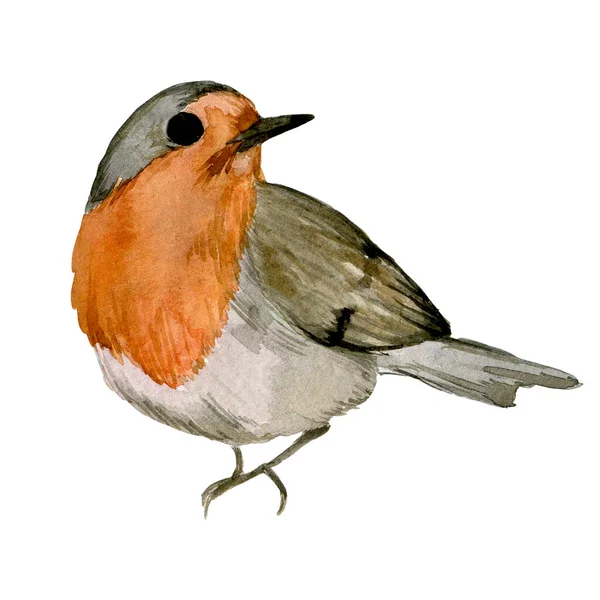 Aquarellzeichnung Rotbusch Wintervogel Isoliert Auf Weißem Hintergrund Clipart Symbol Für — Stockfoto
