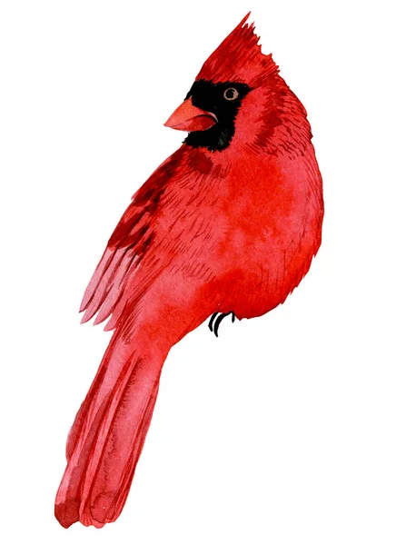 Desenho Aquarela Cardeal Pássaro Vermelho Pássaro Inverno Isolado Fundo Branco — Fotografia de Stock