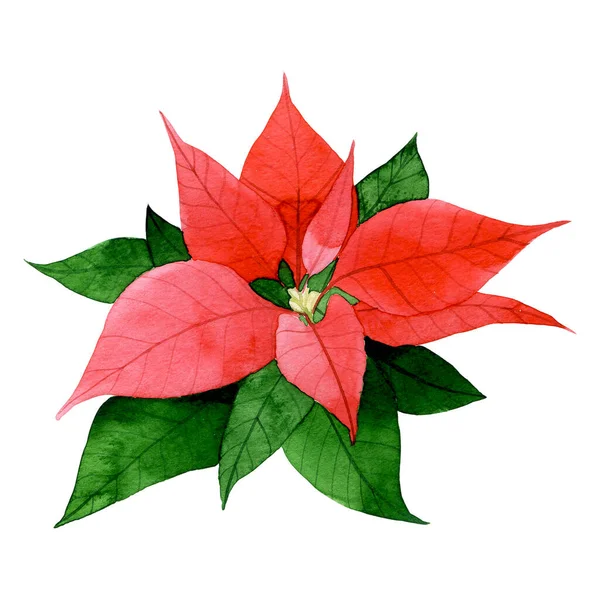 Aquarel Tekening Rood Poinzeta Clipart Het Thema Kerstmis Nieuwjaar Winterplanten — Stockfoto