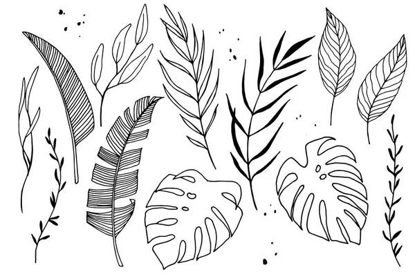 Linear Vector Set Tropical Leaves Ink Drawing Collection Eucalyptus Palm — Stockvector