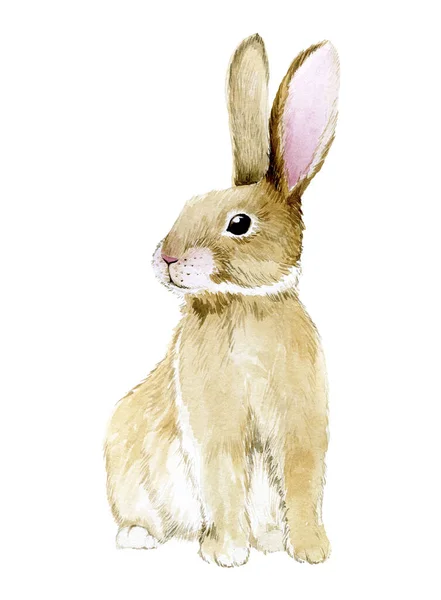 Watercolor Drawing Cute Rabbit Easter Bunny Hare Isolated White Background — Stok Foto