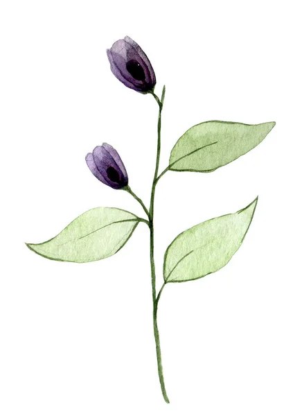 Aquareltekening Transparante Wilde Roos Bloem Geïsoleerd Witte Achtergrond Violet Paars — Stockfoto