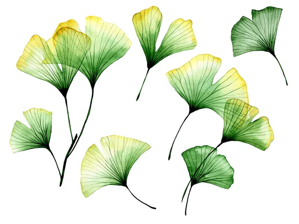 Akvarel Sada Průhledných Listů Ginkgo Tropické Listy Ginkgo Stromu Transparentní — Stock fotografie