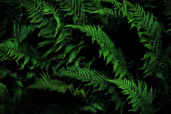 Sötétzöld Természet Háttér Fern Levelek Fekete Zöld Háttér Design — Stock Fotó