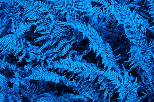 青の自然を背景に トンのシダの葉 デザインの背景 — ストック写真