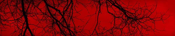 Des Branches Noires Nues Arbres Sur Fond Ciel Rouge Sang Photo De Stock