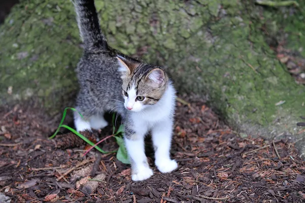 Kitten in Garden — Stock Photo, Image