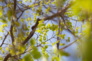 yeşil yapraklar arkaplan