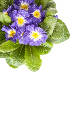 yeşil yaprak beyaz izole zemin üzerine mavi çiçek