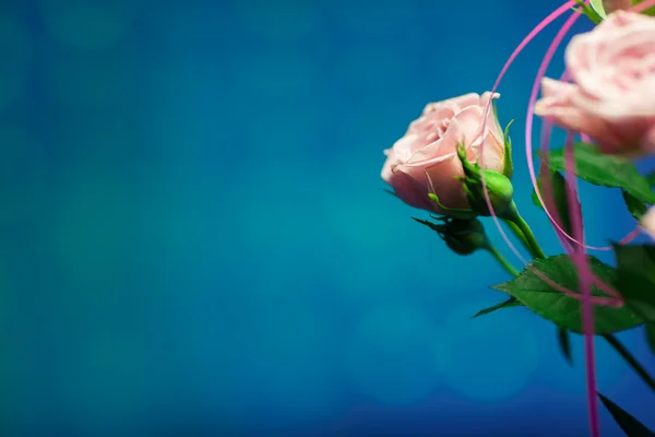 Pink rose with turquoise and blue circle background — Stock Photo, Image