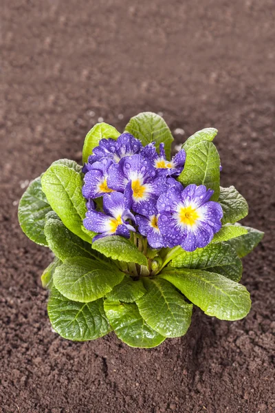 Flor azul con raíz de hoja verde sobre fondo aislado del suelo — Foto de Stock