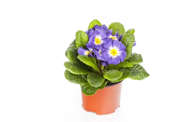Blauwe bloem met groene leaf op witte geïsoleerde achtergrond — Stockfoto