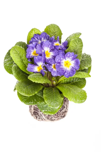 Flor azul con hoja verde sobre fondo blanco aislado — Foto de Stock