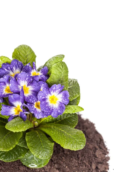 Flor azul con hoja verde sobre fondo blanco aislado — Foto de Stock