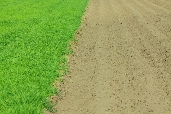 緑の牧草地に栽培されます。 — ストック写真