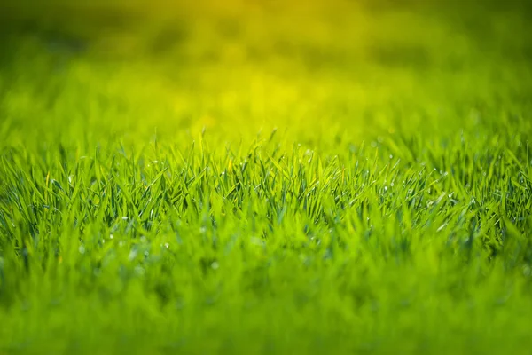 Frisches grünes Gras — Stockfoto