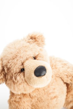 sevimli ayıcık aramak