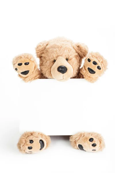 Niedlicher Teddybär mit leerem Brett Stockbild