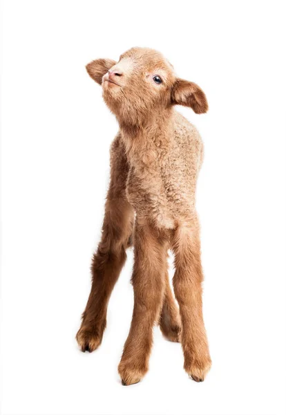 Baby lamb isolated on white background — Stock Photo, Image