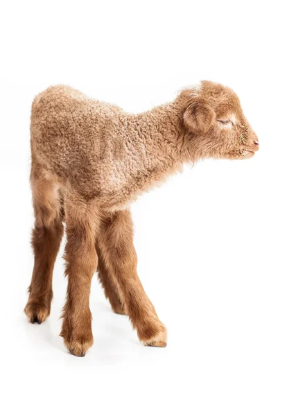 Baby lamm isolerad på vit bakgrund — Stockfoto