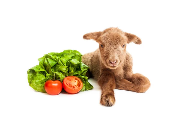 サラダとトマトと白い背景で隔離の子羊 — ストック写真