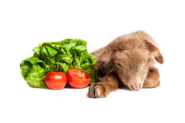 Agnello isolato su fondo bianco con insalata e pomodori — Foto Stock