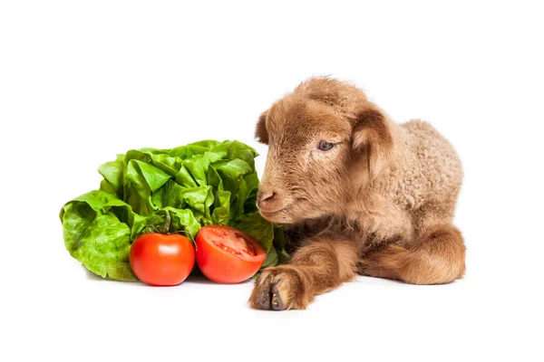 Lamm isolerad på vit bakgrund med sallad och tomater — Stockfoto