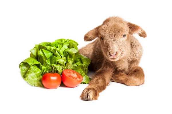 Lamm isoliert auf weißem Hintergrund mit Salat und Tomaten — Stockfoto