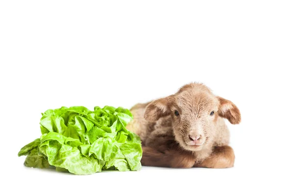 Agnello isolato su sfondo bianco con insalata come abitudine vegetariana — Foto Stock