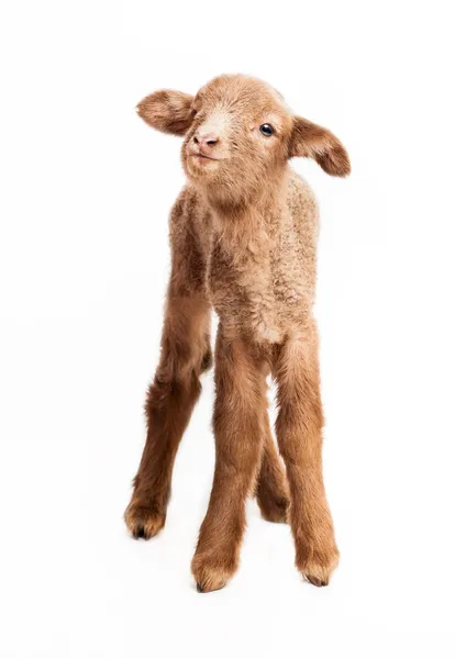 Baby Lamm isoliert auf weißem Hintergrund Stockfoto