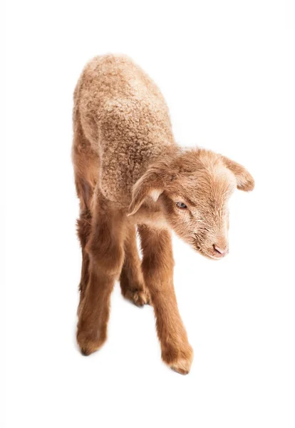 Baby Lamm isoliert auf weißem Hintergrund Stockfoto