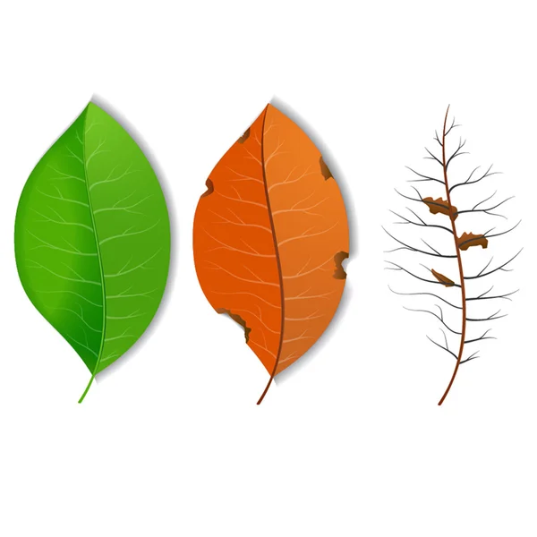 Leaf — Stock Vector