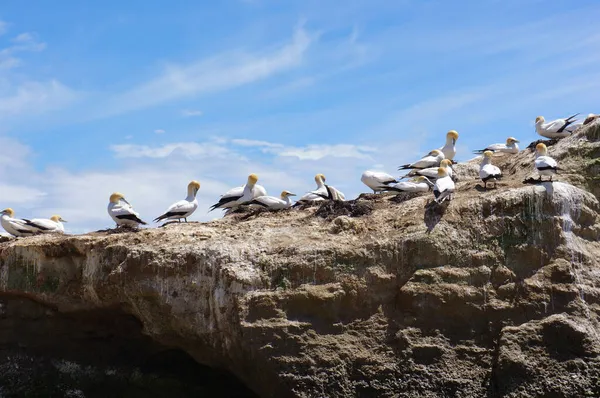 Gannets Bij Cape Kidnappers Gannet Kolonie Nieuw Zeeland North Island — Stockfoto