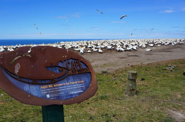 Gannets Cape Emberrablók Gannet Kolónia Zéland North Island Hawks Bay — Stock Fotó