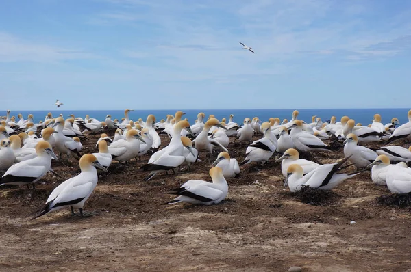 Gannets Cape Kidnappers Colônia Gannet Nova Zelândia Ilha Norte Hawks — Fotografia de Stock