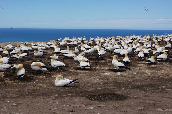 Gannets Bij Cape Kidnappers Gannet Kolonie Nieuw Zeeland North Island — Stockfoto