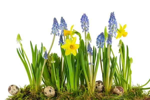 Перепелині яйця з весняними квітами — стокове фото