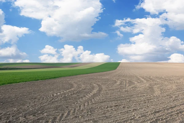 Fields in springtime — Stock Photo, Image