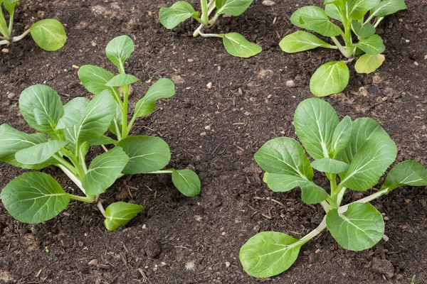 Bok choy i trädgården — Stockfoto