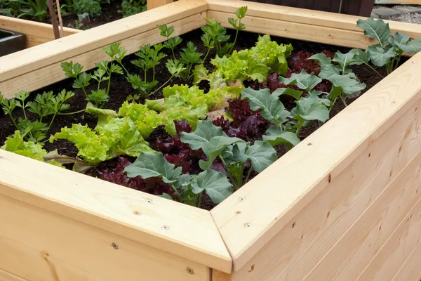 Vegetable garden — Stock Photo, Image