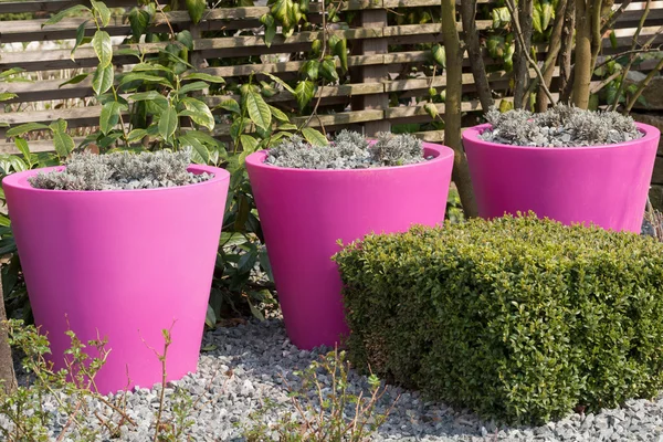 Pink flower pots — Stock Photo, Image