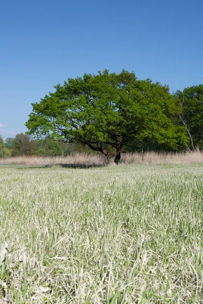 Prado con árbol —  Fotos de Stock