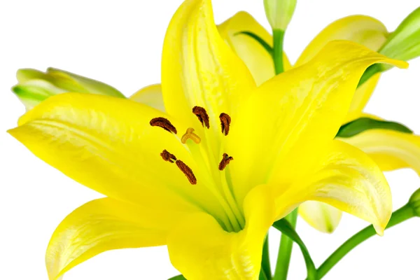 Žlutá lilie, samostatný — Stock fotografie