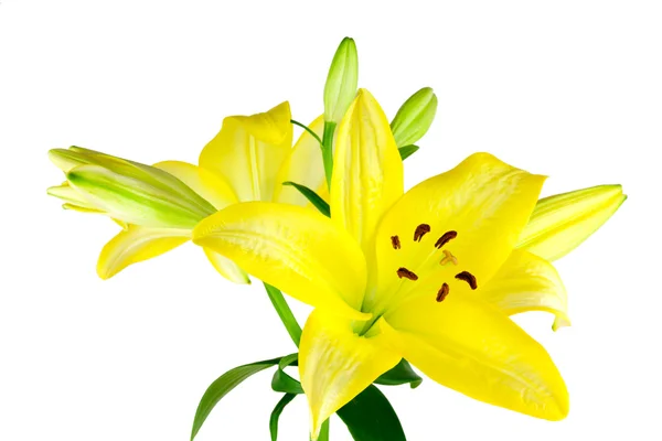 Sarı Lilyum izole — Stok fotoğraf