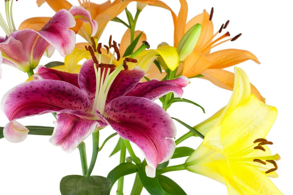 ユリの花束 — ストック写真