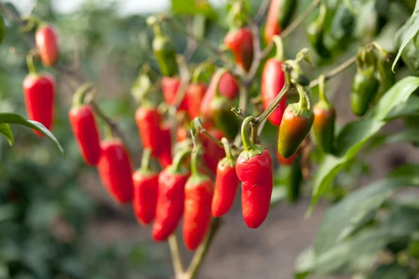 Peperoni al peperoncino sul campo — Foto Stock