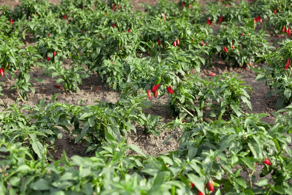 Chilipeppar på fältet — Stockfoto