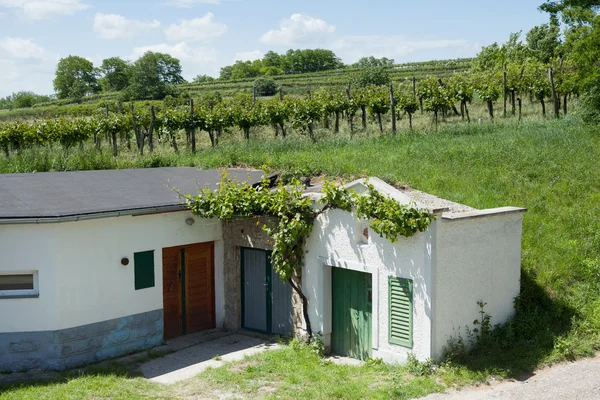 Oude wijnkelder — Stockfoto